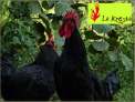 Pollastre Ecol�gic Naturau