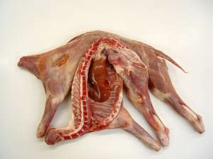 Cabrito  medio , 1.5 k aprox.