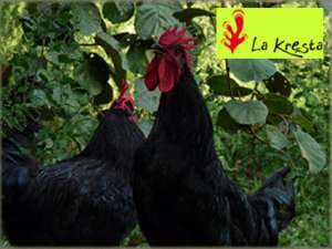 Pollo Ecol�gico Naturau