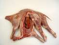 Cabrito  medio , 1.5 k aprox.